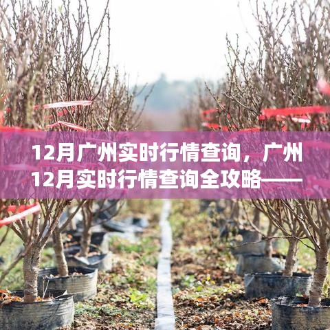 廣州12月實時行情查詢全攻略，零基礎操作指南