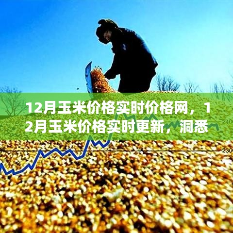 12月玉米價(jià)格實(shí)時(shí)更新與市場動(dòng)態(tài)洞察