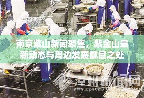 南京紫山新聞聚焦，紫金山最新動態(tài)與周邊發(fā)展矚目之處