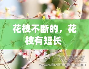 花枝不斷的，花枝有短長(zhǎng) 