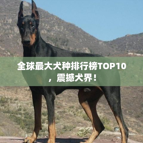 全球最大犬種排行榜TOP10，震撼犬界！