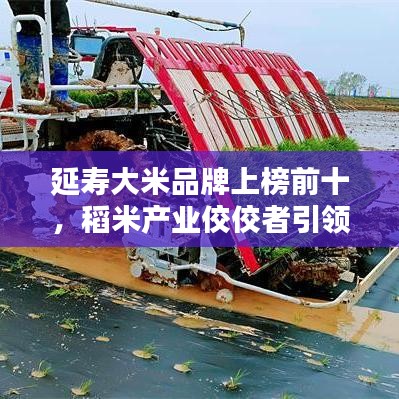 延壽大米品牌上榜前十，稻米產業(yè)佼佼者引領風潮