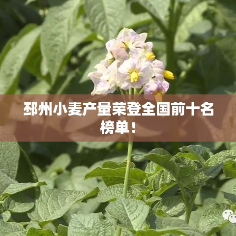 邳州小麥產量榮登全國前十名榜單！