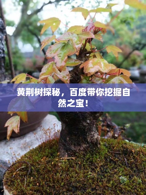 黃荊樹探秘，百度帶你挖掘自然之寶！