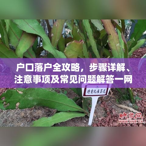 戶口落戶全攻略，步驟詳解、注意事項及常見問題解答一網(wǎng)打盡！