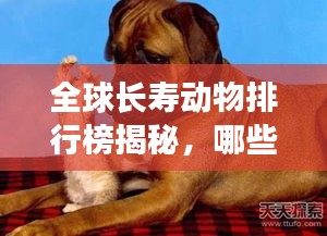 全球長壽動物排行榜揭秘，哪些動物壽命驚人之長？