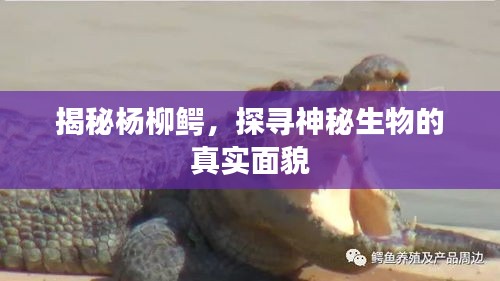 揭秘楊柳鱷，探尋神秘生物的真實面貌