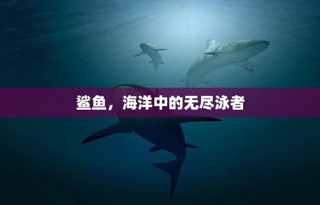 鯊魚，海洋中的無盡泳者