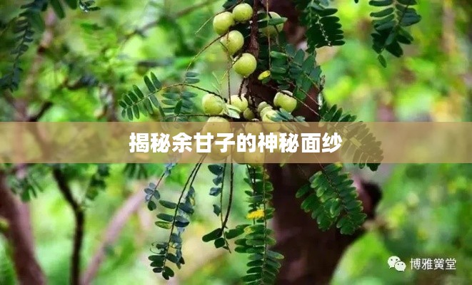 揭秘余甘子的神秘面紗