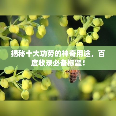 揭秘十大功勞的神奇用途，百度收錄必備標(biāo)題！