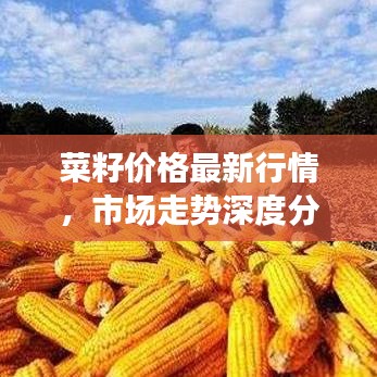 菜籽價格最新行情，市場走勢深度分析與預(yù)測報告